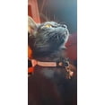 thumbnail image 5 of Rhinestone Cat Collar Breakaway with Bell Safety Buckle, Adjustable Diamond Girl Boy Kitty Cute Comfy Collar for Kitten Tiny Little Pets Rabbits, 5 of 6