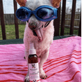 thumbnail image 7 of Warren London Dog Sunscreen | Aloe Vera Leave In Conditioner with Sun Protection for Dogs, Puppies, & Pets, 7 of 7