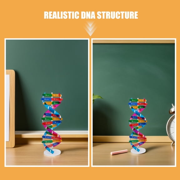 Raindrops 4Pcs Molecular Dna Teaching Model Kit with Detailed Human Genes Structure for Education