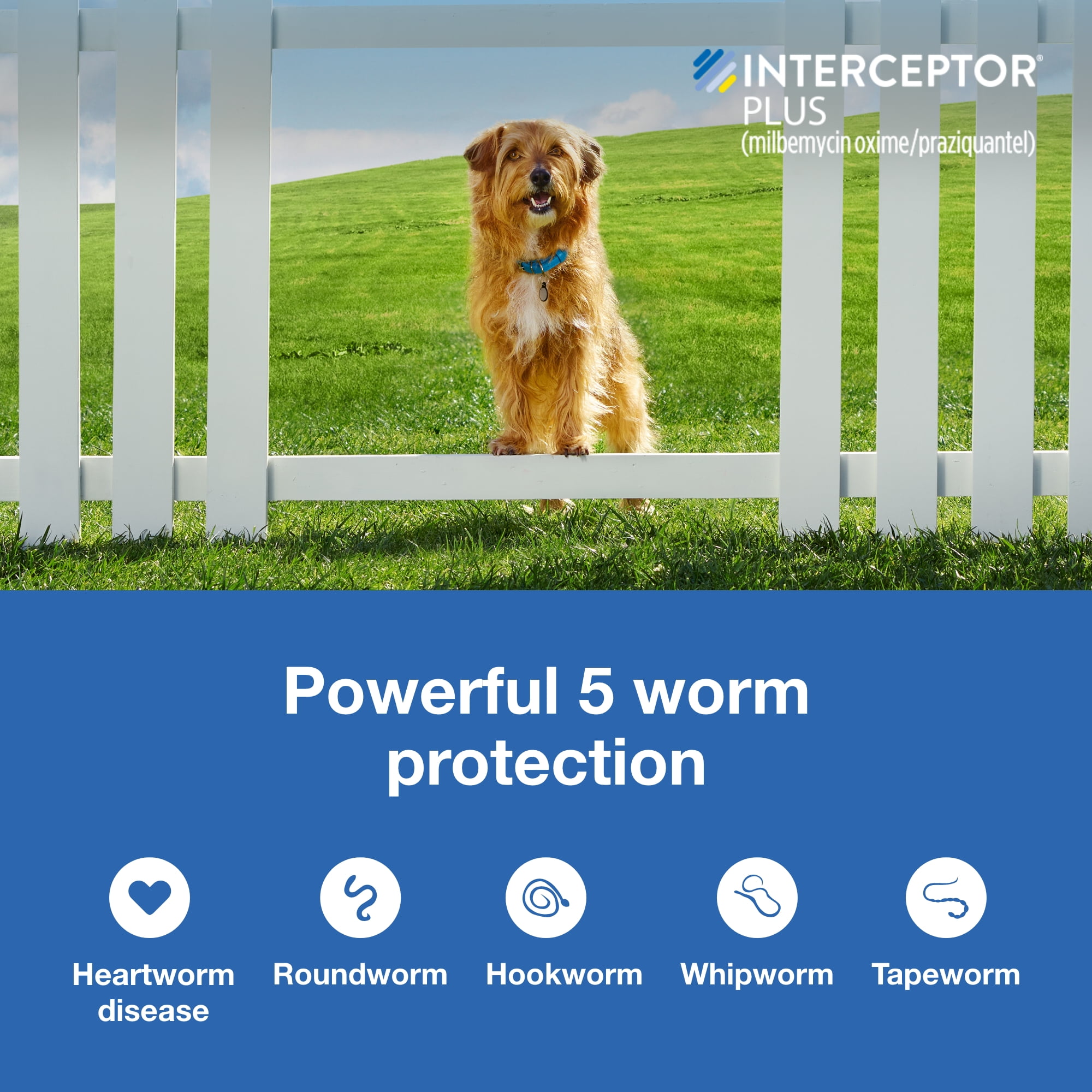 Interceptor Plus Prevention for Heartworm + 4 Other Worms for Dogs 8.1-25 lbs. 6 Chews, 6-Month Supply