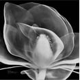 thumbnail image 2 of Art.com Midnight Queen Magnolia Stretched Canvas Print Wall Art by Albert Koetsier, 30" x 30", 2 of 4