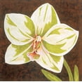 thumbnail image 2 of Shelby, Judy 12x12 White Modern Wood Framed Museum Art Print Titled - Surabaya Orchid Petites B, 2 of 4