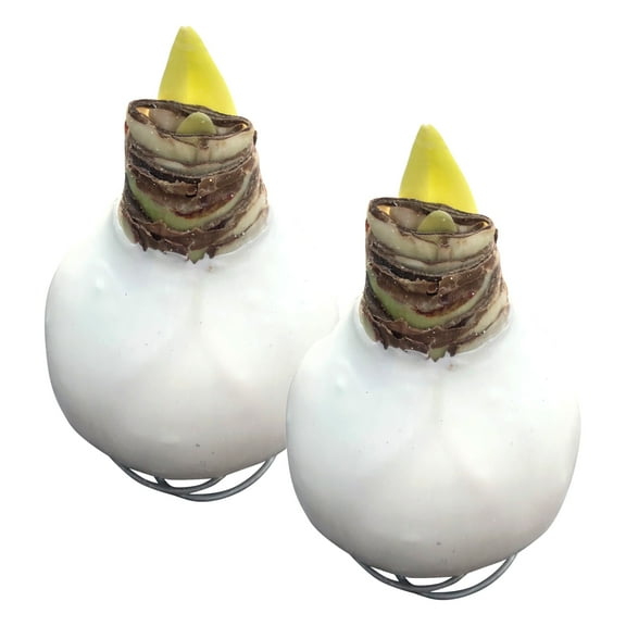 Waxed Amaryllis Bulb - White Wax, Blooms Red (2 Plants Per Pack) - Easy Care - No Watering Needed! Beautiful Holiday Decor