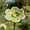Green, variant on Ceramic Garden Bee Feeder with Ground Stake – Outdoor Bee Bath & Water Dish, Artificial Flower Decor for Bee Friendly Yard, Pollinator Garden Gift, Handmade Bugs Waterer