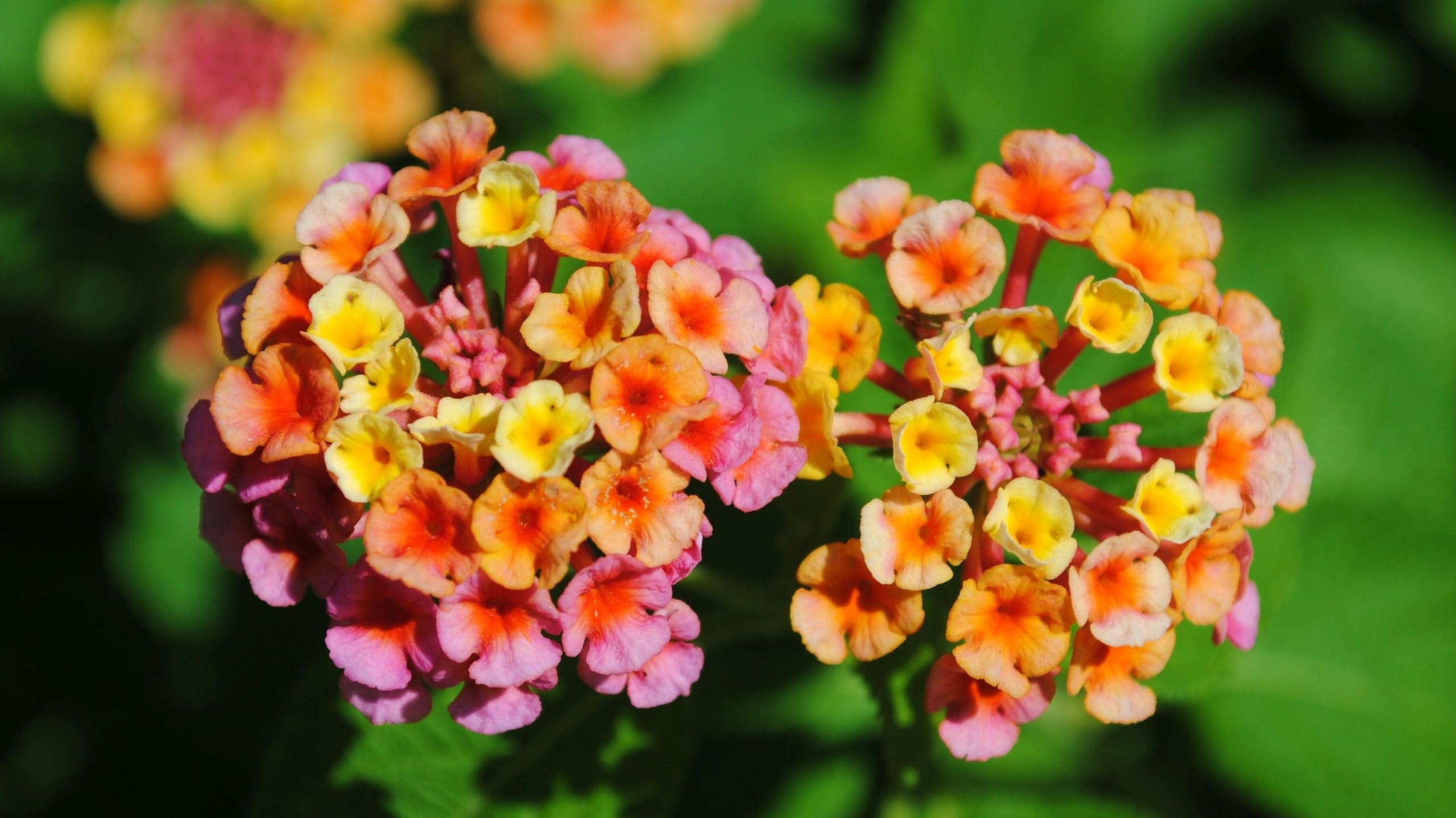 Lantana Confetti  3 Live Plants  Lantana Camara  Colorful Garden Shrub  Drought Tolerant Perennial Plants