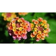 thumbnail image 3 of Lantana Confetti  30 Live Plants  Lantana Camara  Colorful Garden Shrub  Drought Tolerant Perennial Plants, 3 of 9