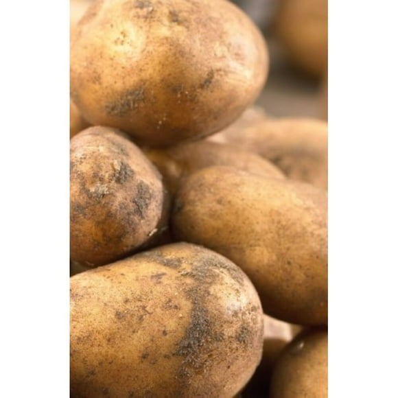 TASC Plant Bulbs – Kennebec Seed Potato Annual Vegetable Plant Tubers