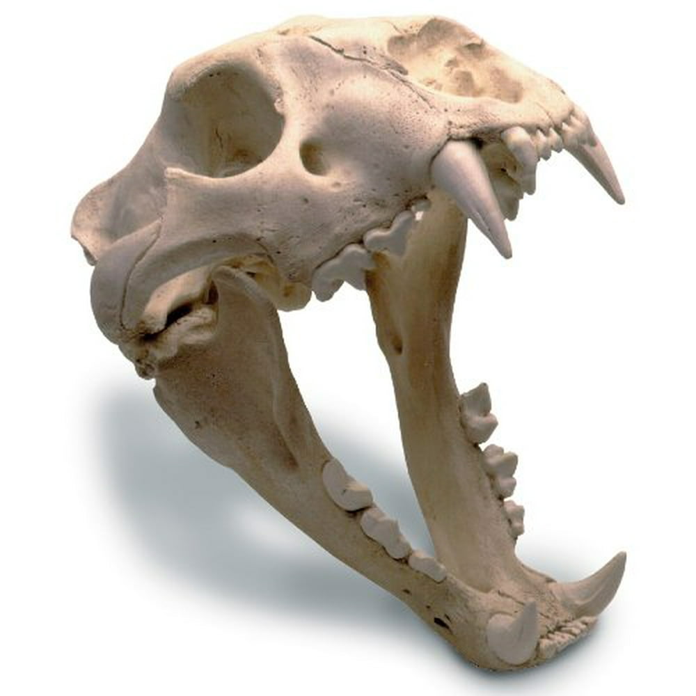 African Lion Skull - Walmart.com - Walmart.com