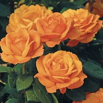 Good As Gold Hybrid Tea Rose Dormant Bare Root Plant (1-Pack)