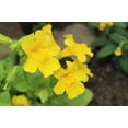 thumbnail image 5 of Seedville 250 Monkey/ Mimulus x Grandiflorus Flower Seed, 5 of 11