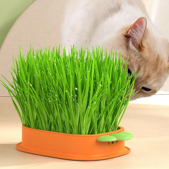 OPDBN Cat Grass Planting Box Plant Growing Kit Hydroponic Planter SoilFree Cat