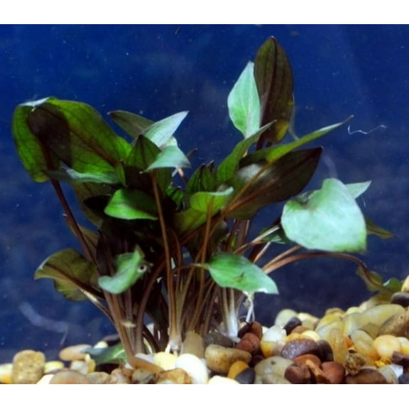 Crypt Red Mi Oya(Cryptocoryne Wendtii) potted aquarium plant