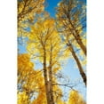 thumbnail image 3 of Poinski, Dianne 17x24 Black Modern Framed Museum Art Print Titled - Golden Tree Tops 1, 3 of 5