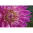 thumbnail image 1 of Pink Flower Poster Print, 36 x 24, 1 of 1