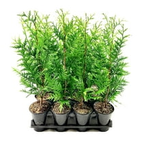 Thuja Arborvitae Green Giant - 5 Live Quart Size Plants - Evergreen Privacy Trees