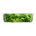 thumbnail image 3 of Backyard Farms Green Leaf Pre-Washed Lettuce, 8 oz Resealable Package, Fresh, 3 of 4