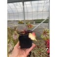 thumbnail image 2 of 5 Green Spice Heuchera in 3.5 inch Size Plugs/Coral Bells, 2 of 4