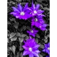 thumbnail image 2 of Bannon, Heidi 15x18 White Modern Wood Framed Museum Art Print Titled - Purple and Grey Clematis, 2 of 4