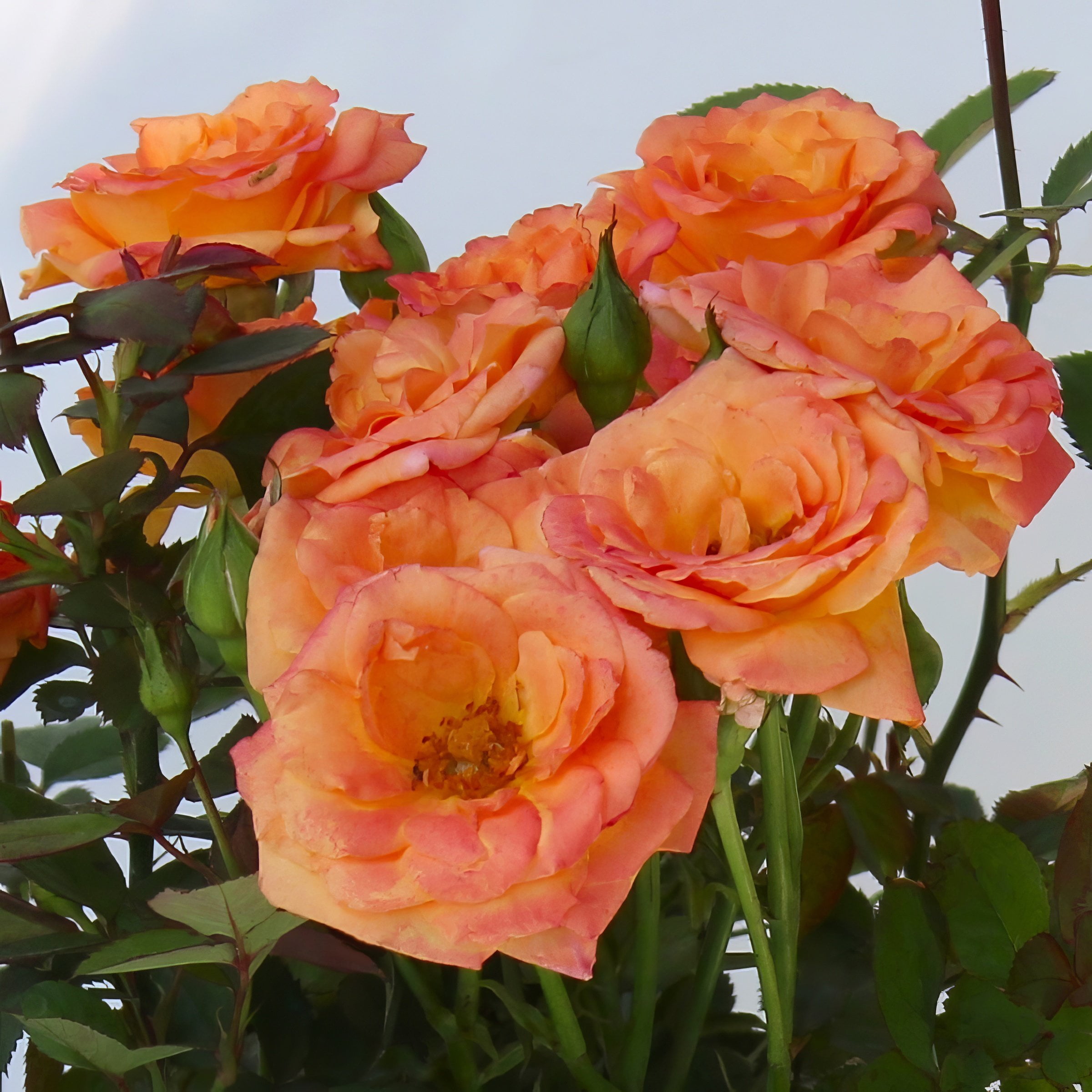 Live Shrub 4" Mini Rose Teddy Bear (3-Pack) with Full Sunlight