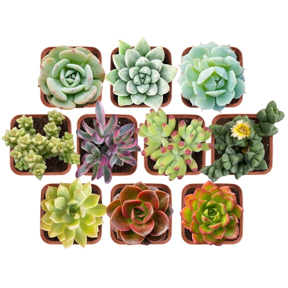 10PCS Assorted Live Succulents Plants with 2''Pot, Starters, Garden Lovers, DIY Projects, Wedding Favors