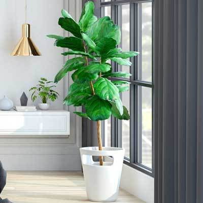 Fiddle-Leaf Fig Live Indoor Tree - Cannot Ship to
