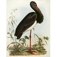 thumbnail image 2 of Selby, John Prideaux 20x24 White Modern Wood Framed Museum Art Print Titled - Black Stork, 2 of 4