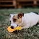 thumbnail image 4 of EeaseMX Juguete para perros de entrenamiento para masticar, forma de pata de pollo, de plástico, con sonido chirriante, para cachorros, gatos y perros grandes., 4 of 7