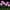 Purple, variant on Harpi Solar Lights Outdoor Clearance, Solar Garden Lights Decor, Waterproof Hydrangea Garden Stake Lights Realistic LED Flowers Solar Powered Decorative Lights for Lawn Yard Backyard Gifts
