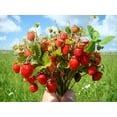 Seeds Alpine Strawberry Four Seasons Non GMO Heirloom Everbearing All