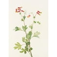 thumbnail image 2 of Mary Vaux Walcott 18x24 Gold Ornate Framed and Double Matted Museum Art Print Titled - Pink Fumeroot. (Capnoid Sempervirens) (1925), 2 of 4