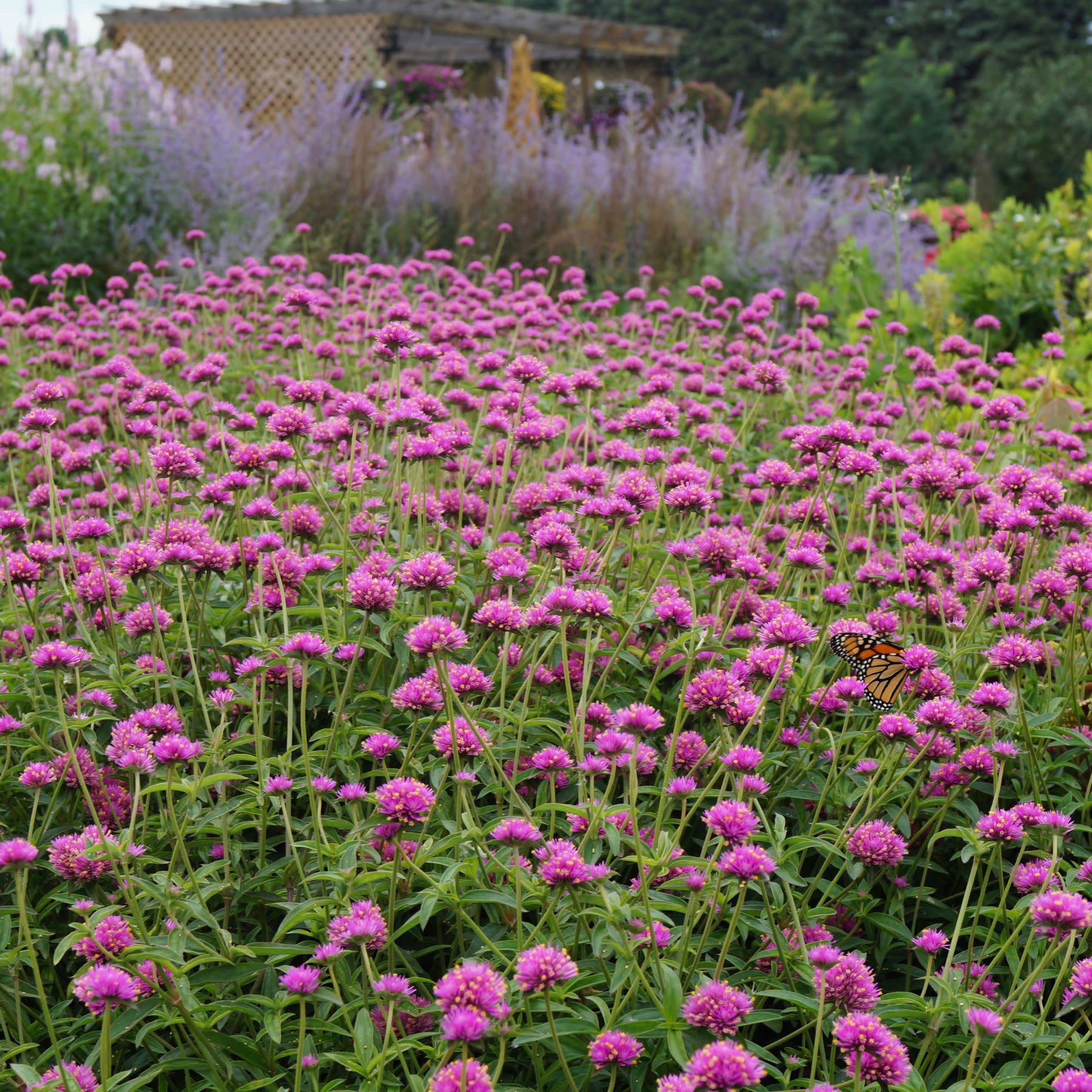 Proven Winners 4" Truffula Pink Globe Amaranth Live Plant in 4.25" Pot (4 Count)