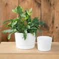 thumbnail image 2 of Root & Vessel Majestic Low Profile Cylinder Pot, White, 6.5", 2 of 4