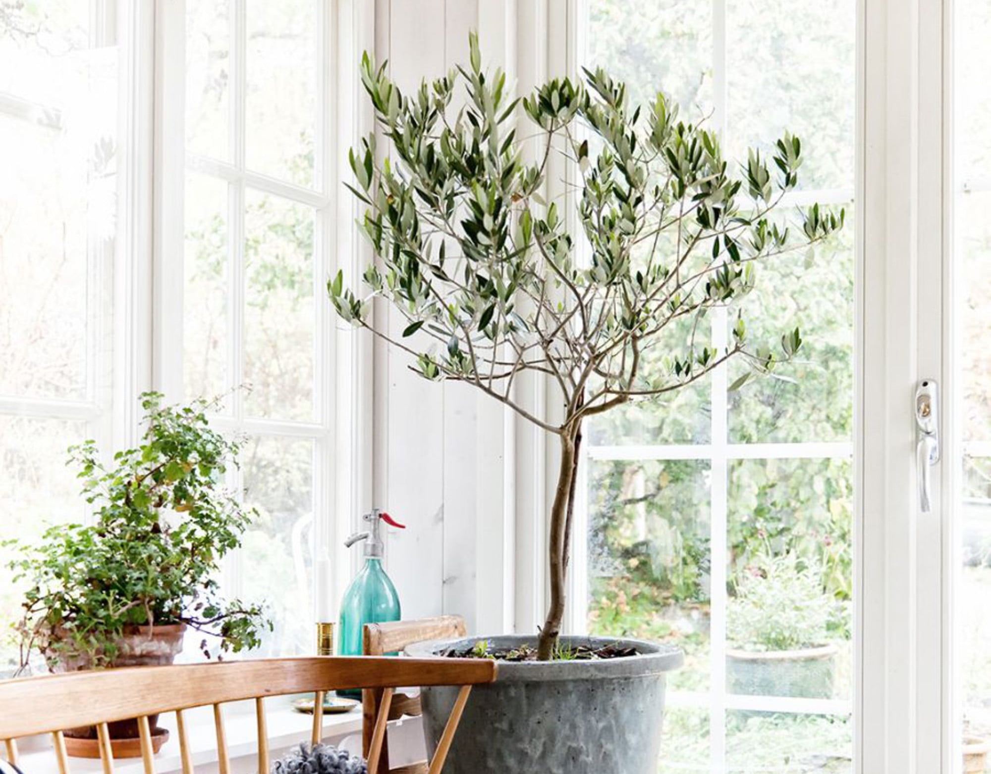 ⭐ Premium Potting Mix for Olive Trees by Gardenera - 3 QUART - Nourish and Strengthen Roots, Promoting Resilience and Abundant Harvests