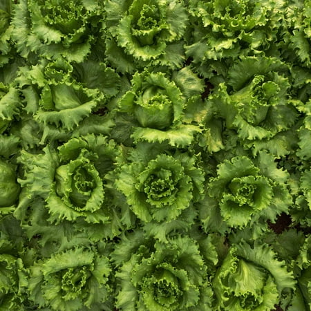 Crisphead Lettuce Garden Seeds - Salinas - 1 Lbs - Non-GMO, Heirloom Vegetable Gardening & Salad Microgreens