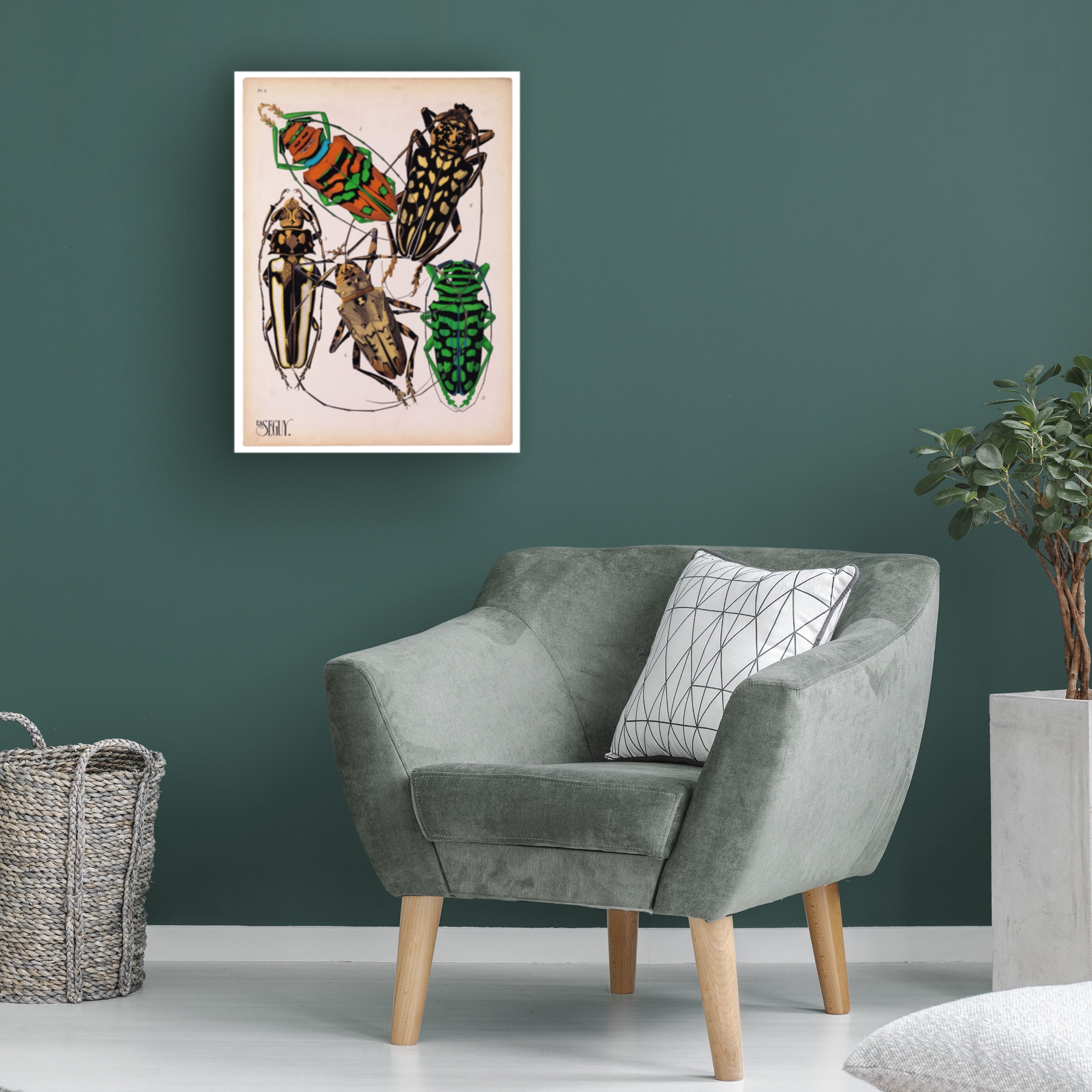 Print Collection 'Insects Plate 14' Canvas Art