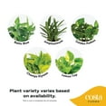 thumbnail image 3 of Costa Farms 10" Tall, Epipremnum Grower's Choice Bright Indirect Sunlight, Live House Plants, 3 of 8