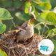 thumbnail image 4 of Bebedero para pájaros, comedero para palomas, dispensador automático para mascotas, comederos para colibríes y loros, 8 unidades, 4 of 6