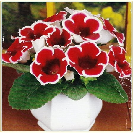 

Gloxinia Bulbs Gloxinia Plants Live Bulb Long Growth Cycle Low Temperature Resistance Gloxinia Bulbs For Sale Gloxinia Plants Gloxinia Plants Live Indoor