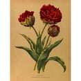 thumbnail image 3 of Arentine H. Arendsen 15x18 Black Modern Framed Museum Art Print Titled - Double Tulipe. Rex Rubrorum with Variecated Leaves (1872-1881), 3 of 5
