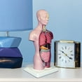 thumbnail image 3 of SXcggal One 4D Anatomical Assembly Model Of Human Model Toy Torso System Structure Practical Multifunctional Artistic Desktop Decoration, 3 of 9
