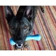 thumbnail image 2 of Juguete Hueso Jolly Pets Azul 8 Pulgadas, 2 of 5