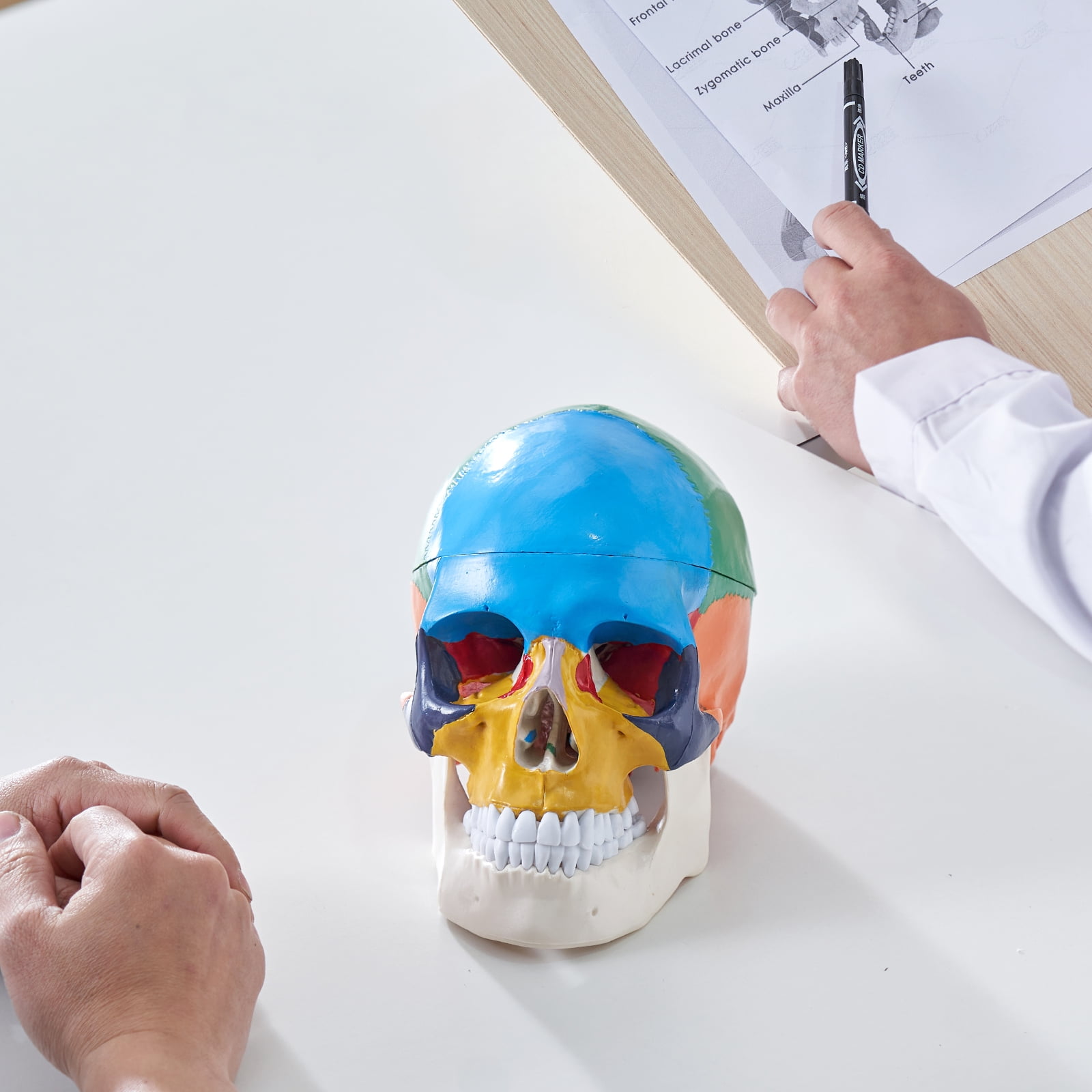 4D Exploded Human Skull Anatomy Model with 17 Detachable