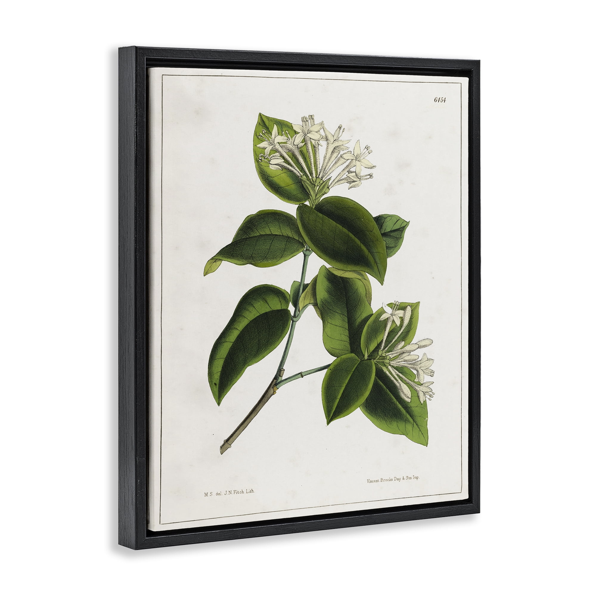 Stupell Industries Blooming Vintage Study Plants & Flowers Painting Black Floater Framed Canvas Art Print Wall Art, 25 x 31