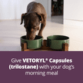 thumbnail image 6 of Vetoryl Capsules (Trilostane) 5mg, Treatment for Cushing's Disease in Dogs, 6 of 10