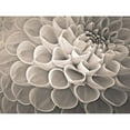 thumbnail image 3 of Frank, Assaf 18x15 Black Modern Framed Museum Art Print Titled - Dahlia Flowers, 3 of 5