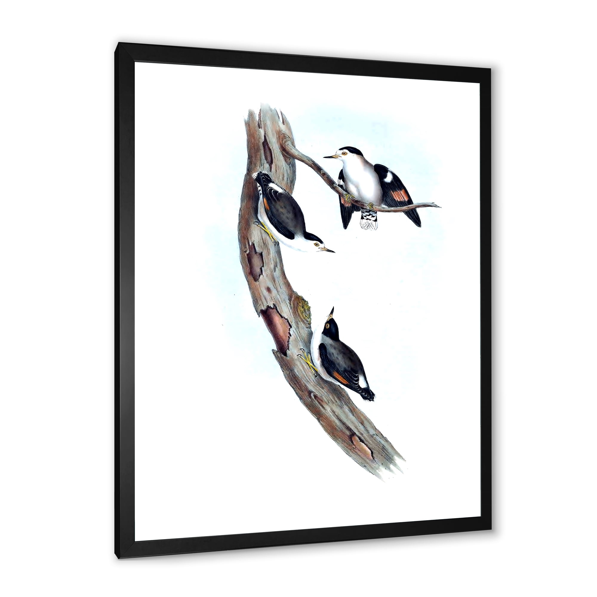 Designart 'Ancient Australian Bird Illustrations I' Traditional Framed Art Print