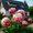 G, variant on Peony,Shade Plant for Gardens-Easy Grow-Low Maintenance-Ideal for Beds Borders, Plant Pots & Planters