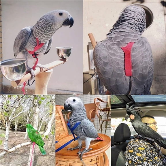 Katigan Bird Harness Leash 167cm Traction Rope for Parrot Outdoor Training, Adjustable Vest Style Nylon
