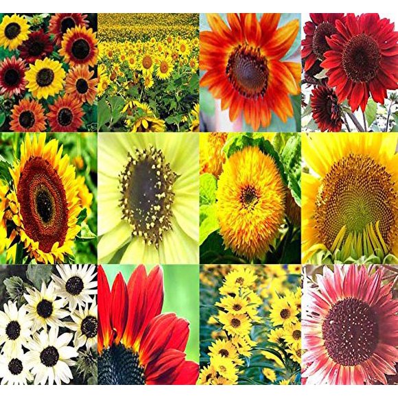 1 lb (6,500 Seeds) Sunflower Sunny Sun Flower crazy Mix Sunflower Seeds - Non-gMO Seeds By MySeedsco (1 lb Sunflower crazy Mix)