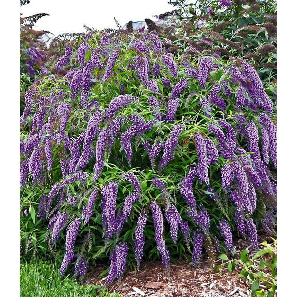 Wisteria Lane Butterfly Bush Buddleia Gallon Pot Walmart Com Walmart Com